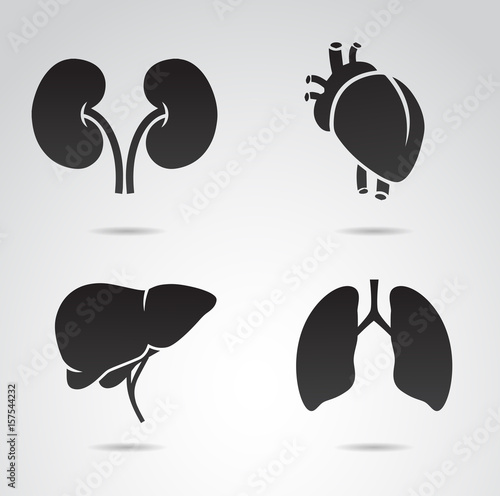 Liver, lungs, heart, kidney - human organs vector art.