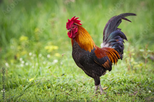 Image of a cock on nature background. Farm Animals.