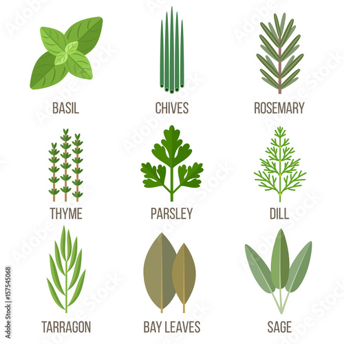 Cculinary herbs