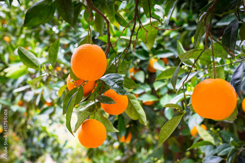 Orange tree with fruits in Greece photo