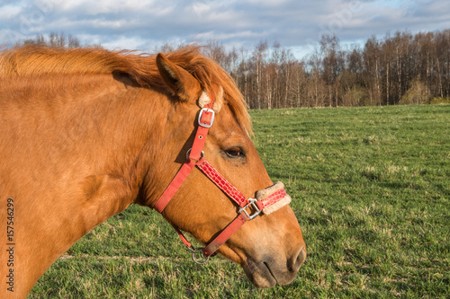 Head of a brown horse in a field on a spring day