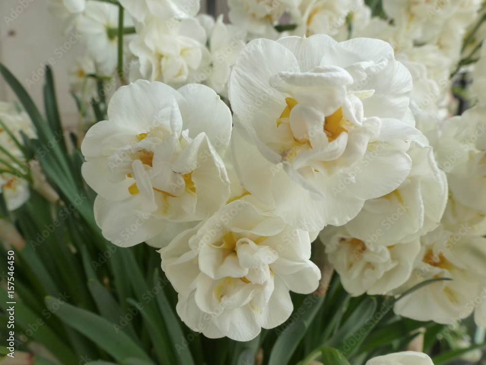 double white daffodil double white daffodil