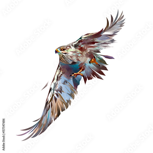 painted bright attacking bird hawk