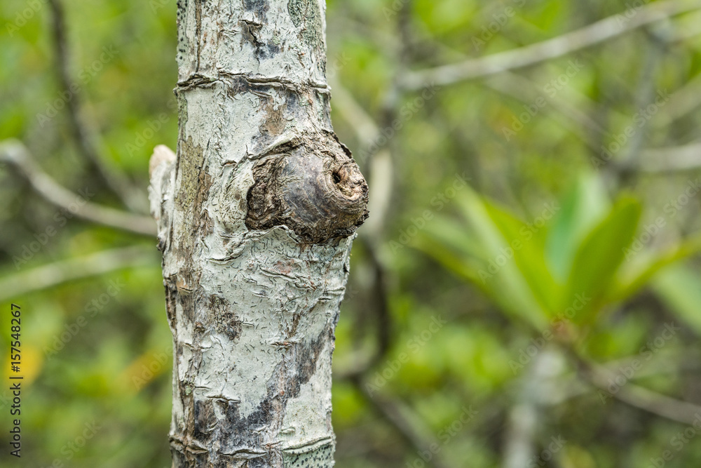 Mangrove forest