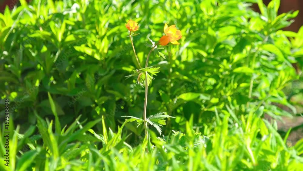 Trollius asiaticus orange flowers Trollius asiaticus orange flowers