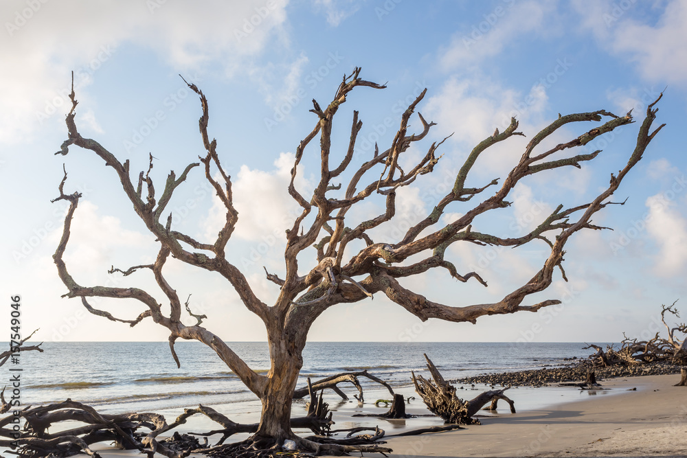 Driftwood Beach Jekyll Island Driftwood Beach Jekyll Island