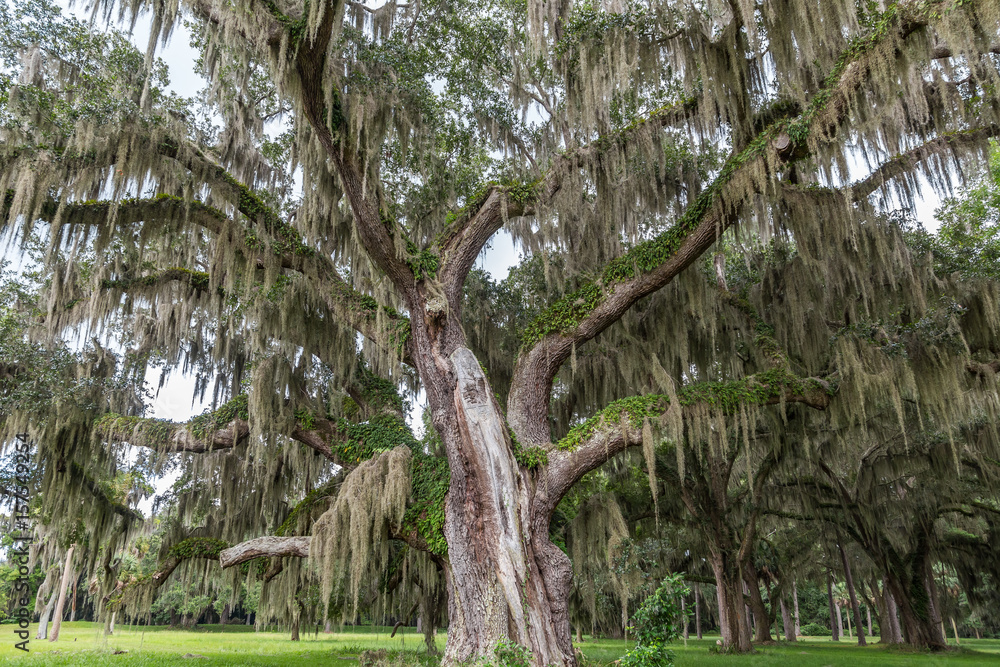 Fototapeta premium Spanish Moss on Live Oak