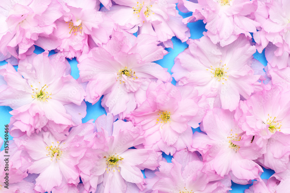 Carpet of Japanese cherry flowers called kanzan sakura on blue Carpet of Japanese cherry flowers called kanzan sakura on blue