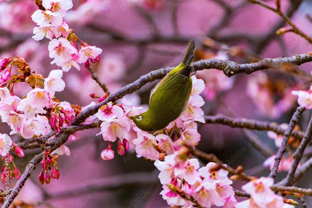 The Japanese White-eye and cherry blossoms. Located in Tokyo Prefecture Japan. The Japanese White-eye and cherry blossoms. Located in Tokyo Prefecture Japan.