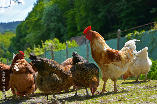 Biological breeding of hens in the wild