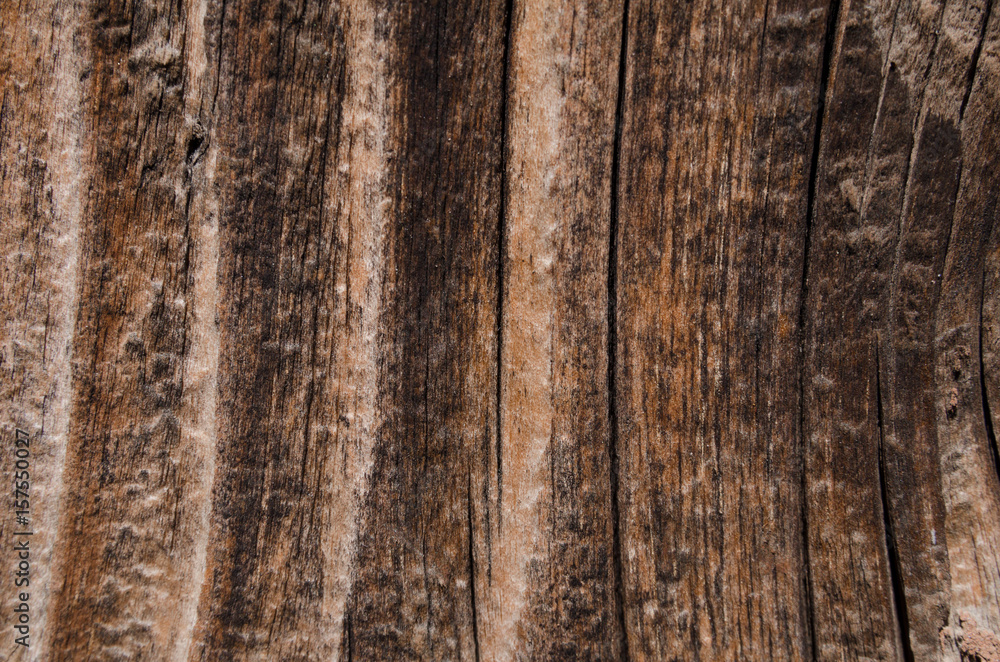 Fototapeta premium Wood texture brown color background