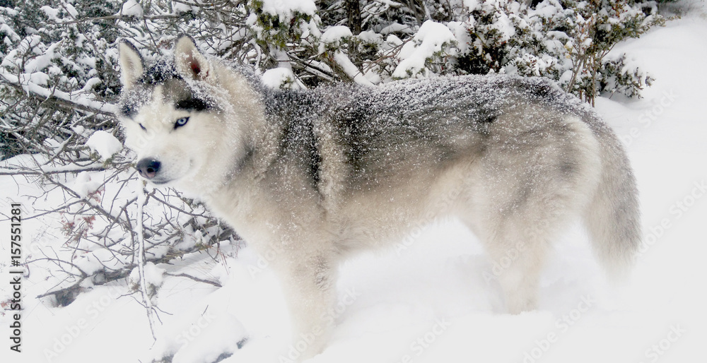 Obraz premium Siberian husky