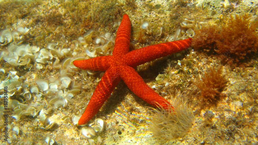 Photo of underwater sea life in Porto Rafti, Mesogeia, Attica, Greece Photo of underwater sea life in Porto Rafti, Mesogeia, Attica, Greece