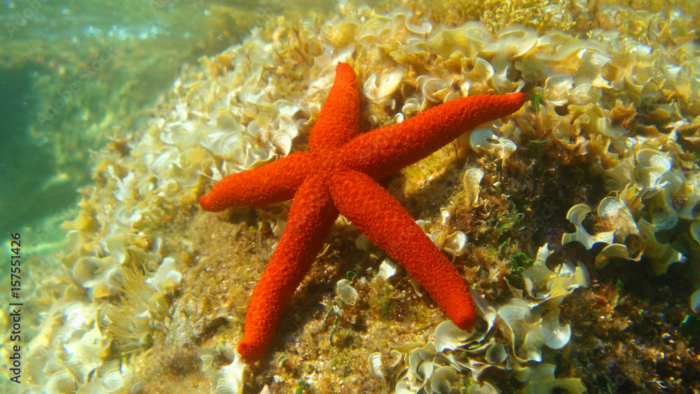 Photo of underwater sea life in Porto Rafti, Mesogeia, Attica, Greece Photo of underwater sea life in Porto Rafti, Mesogeia, Attica, Greece