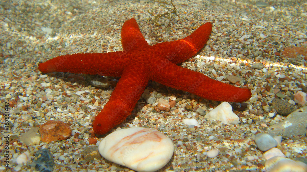 Photo of underwater sea life in Porto Rafti, Mesogeia, Attica, Greece Photo of underwater sea life in Porto Rafti, Mesogeia, Attica, Greece