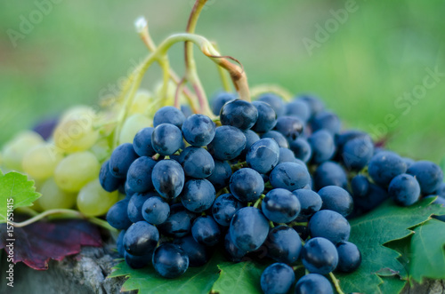 White and red grapes on table in vineyard