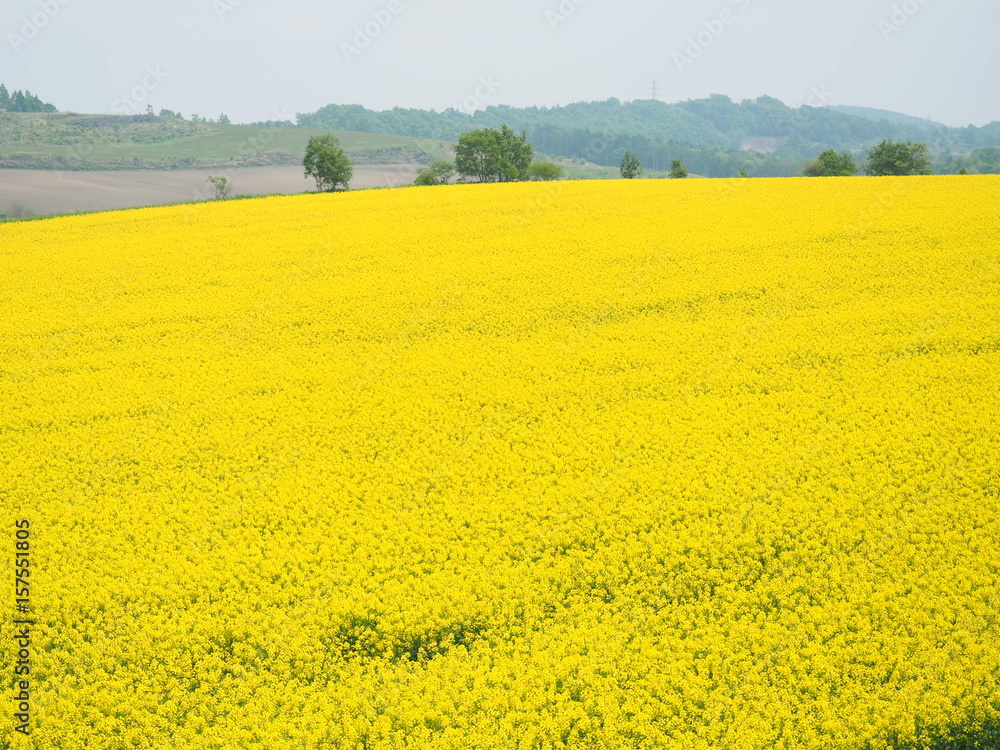 北海道の広大な菜の花畑