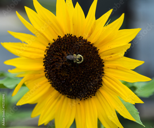 Bee on a Sunflower