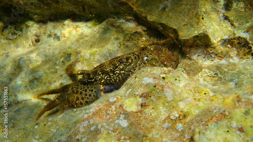 Photo of underwater sea life in Porto Rafti, Mesogeia, Attica, Greece © aerial-drone