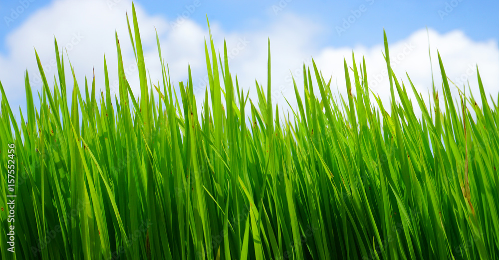 Green grass with blue sky background.