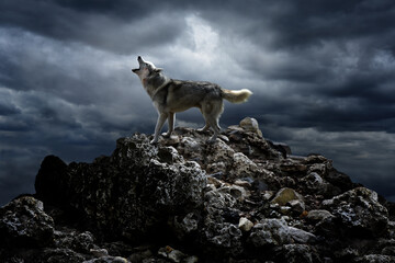 Wandcirkels Wolf Eenzame wolf zingt in de nacht  © ortlemma