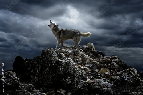 A lone wolf sings his song on top at night