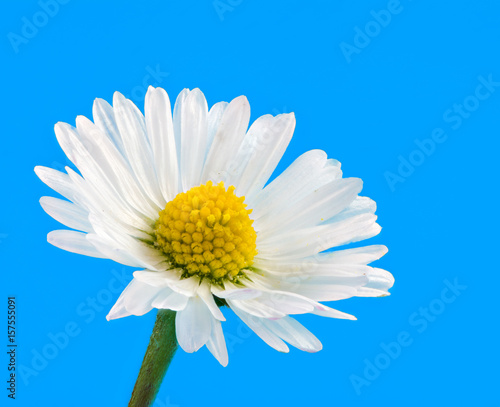 Macro of a daisy flower blossom