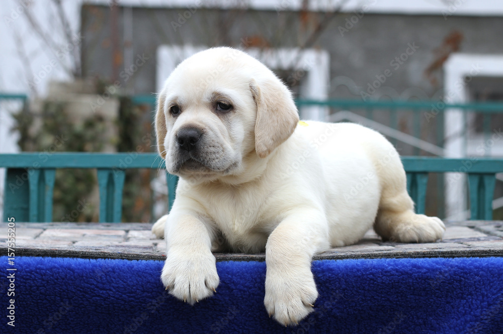 a little labrador puppy on a blue background a little labrador puppy on a blue background