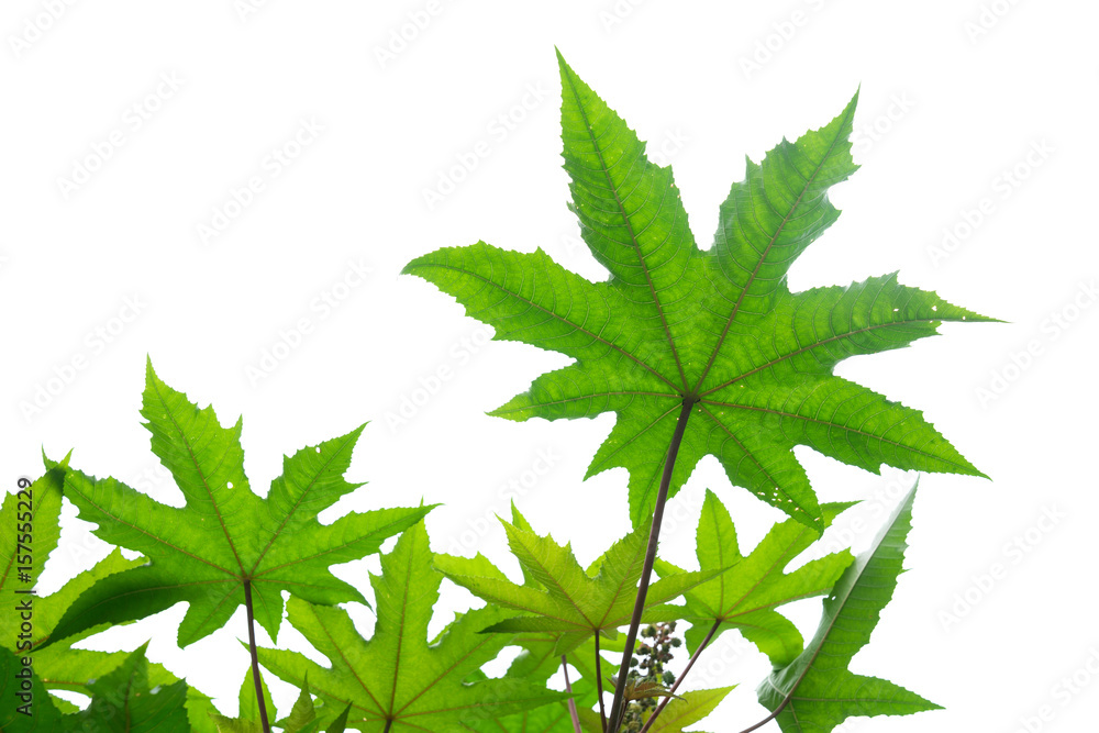 Beautifully shaped green leaves appear on a white background. Beautifully shaped green leaves appear on a white background.
