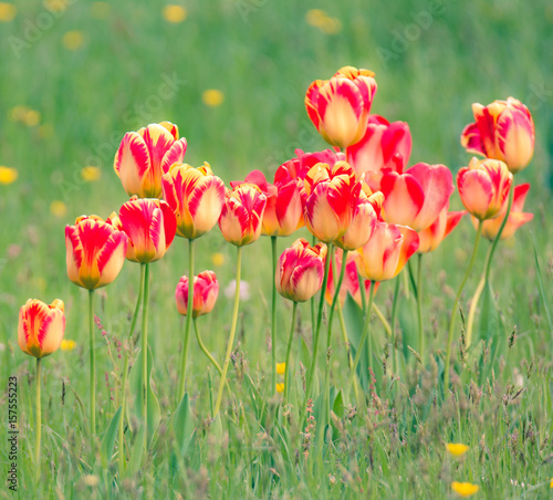Tulips in a flower meadow