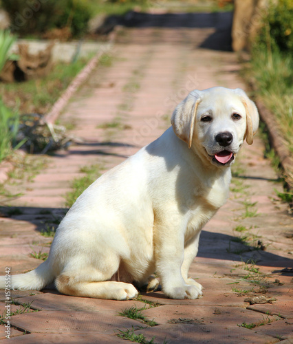 yellow happy labrador puppy in garden