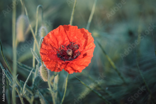 Fototapeta Naklejka Na Ścianę i Meble -  Close-up photo of a single poppy flower of red color in the wheat field. Poppy petal backlit with sun