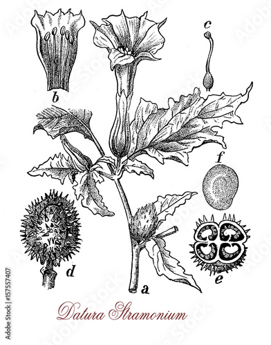 Bilde på lerret Vintage illustration of Datura stramonium with trumpet shaped flowers, used in traditional medicine to relieve asthma