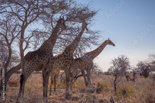Photography African wildlife: trio of giraffes