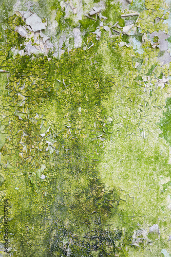 mossy concrete wall with peeling paint grunge texture