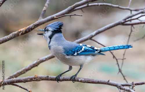 blue-jay perched on a branch looking to the side