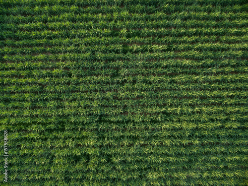 Aerial view sugarcane plantation top view nature background.