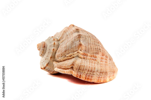 Large seashell isolated on white background
