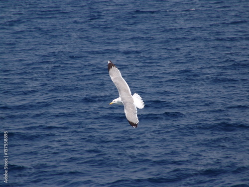 Sea gull in island of Aigina, Saronic gulf, Greece