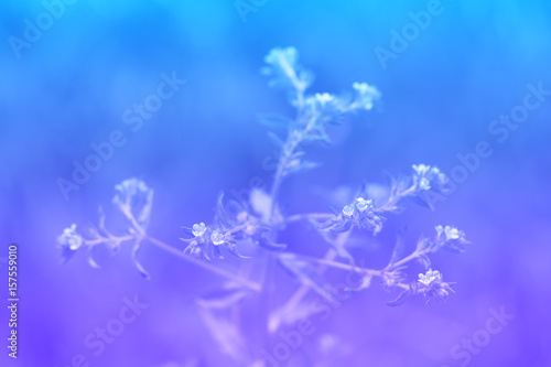 Beautiful delicate background with small flowers forget-me-nots. Delicate pastel colors. Macro flowers. Selective focus