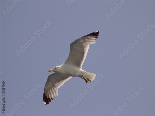Sea gull in island of Aigina  Saronic gulf  Greece