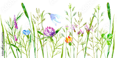 Floral border of a wild flowers and herbs on a white background.Buttercup  clover bluebell vetch timothy grass lobelia spike. Watercolor hand drawn illustration.