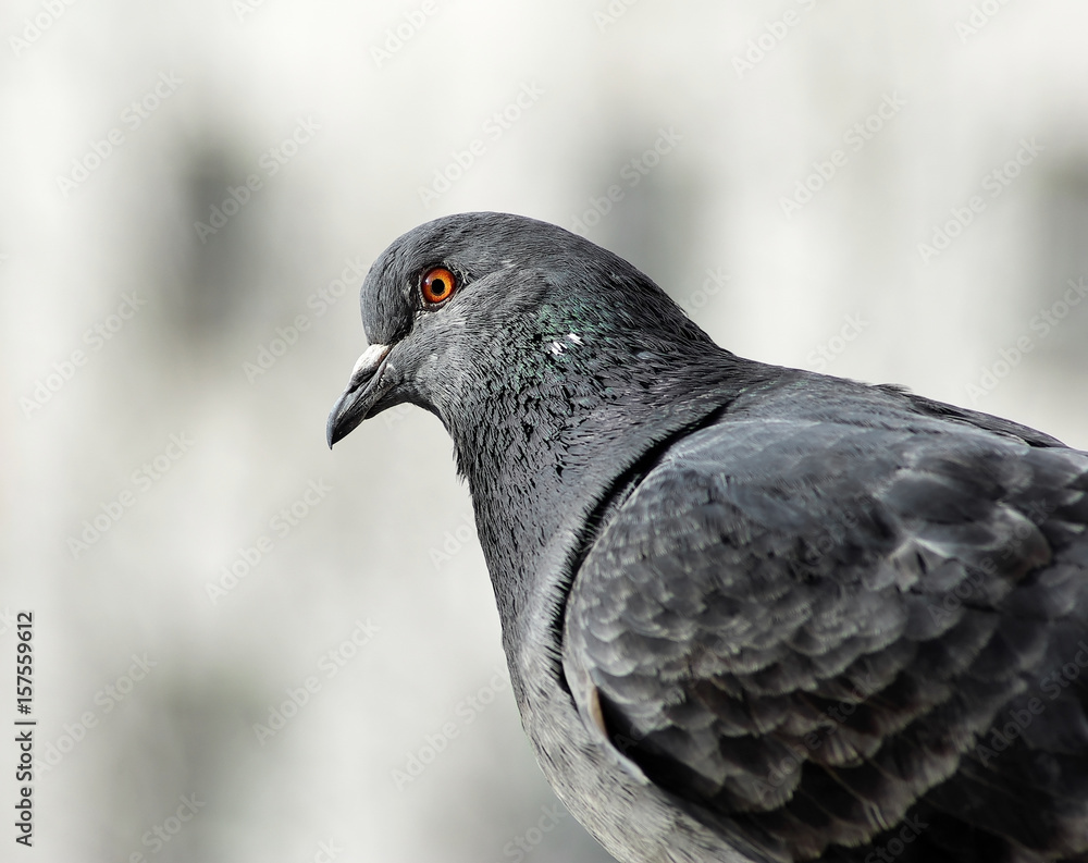 Closeup of a beautiful dove. Pigeon head and neck in profile. Selective focus. Closeup of a beautiful dove. Pigeon head and neck in profile. Selective focus.