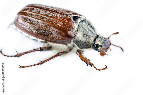 May Beetle Isolated 