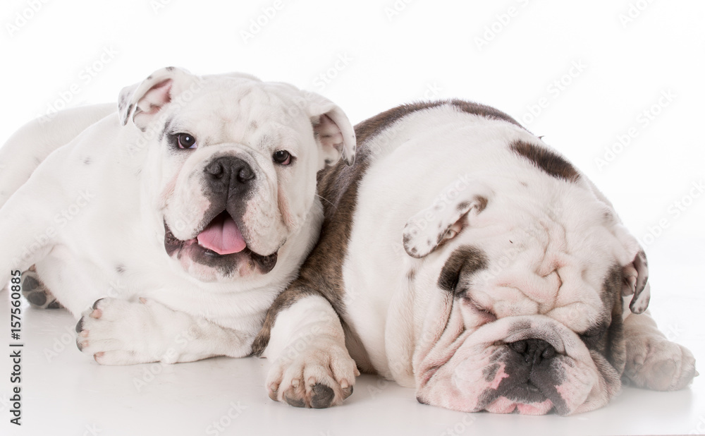 father and son bulldogs