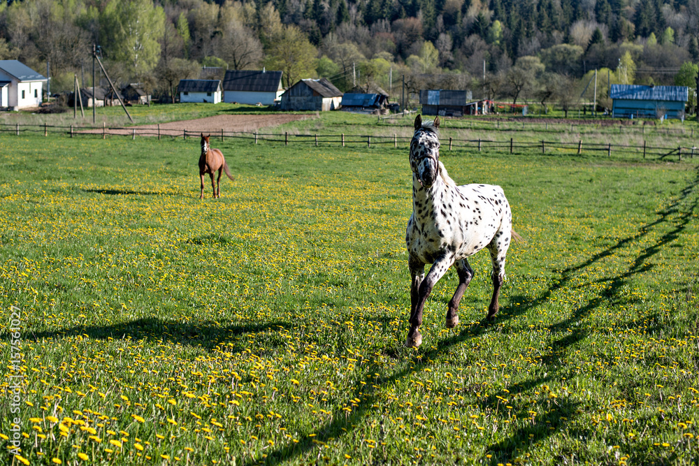 Fototapeta premium Horses in the pasture with dandelions