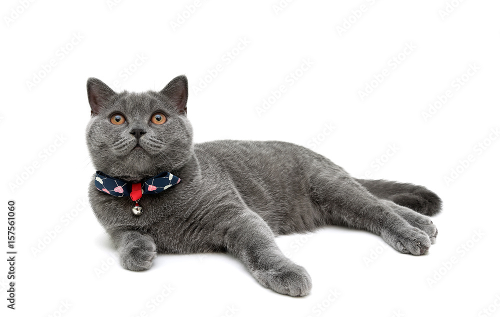 kitten in collar with a bow on a white background kitten in collar with a bow on a white background