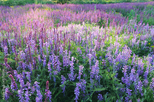 Beautiful flowering field with Salvia officinalis and Vicia cracca.