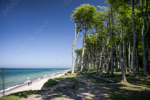 Fototapeta Naklejka Na Ścianę i Meble -  Gespensterwald an der Ostsee nahe Rostock