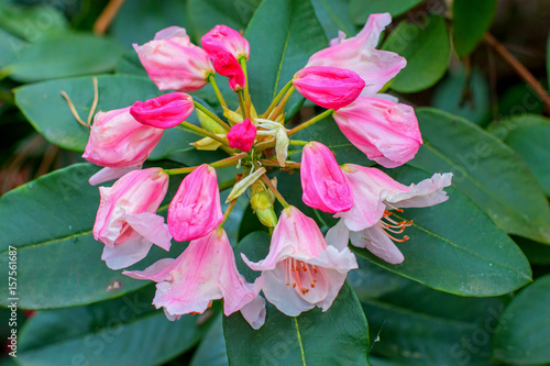 Rhododendron beautiful flower